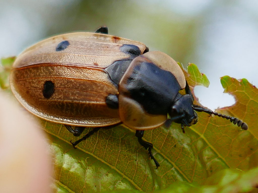Bobabar - Dendroxena quadrimaculata - réf. 340041 (1024 x 768 pixels, 173 ko)