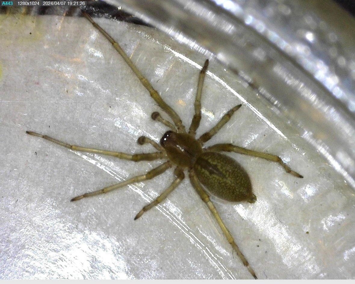 Réf. 340239 — ARACHNIDA > Araneae > Cheiracanthiidae > Cheiracanthium