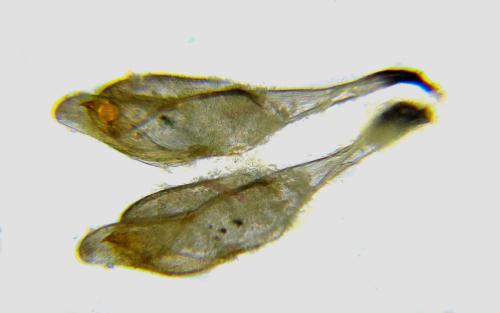 Pristiphora kontuniemii
