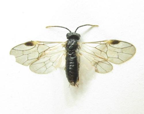 Euura mucronata