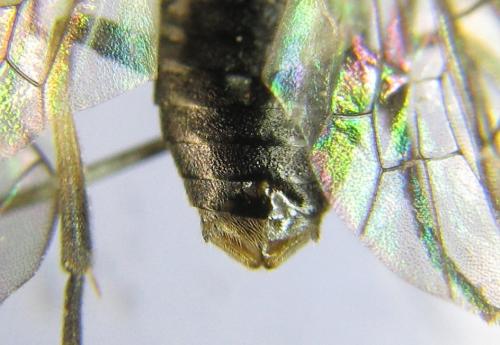 Pristiphora kontuniemii