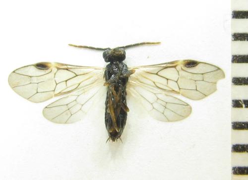 Euura mucronata