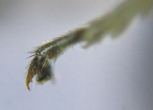 Réf. 341 089 : Pristiphora kontuniemii