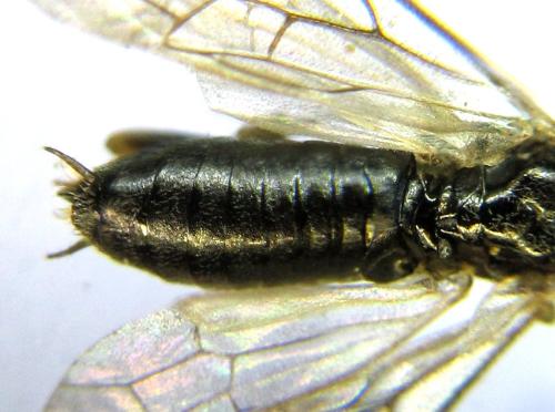 Réf. 341 561 : Euura mucronata