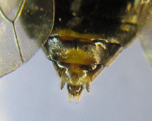 Réf. 341 090 : Pristiphora kontuniemii