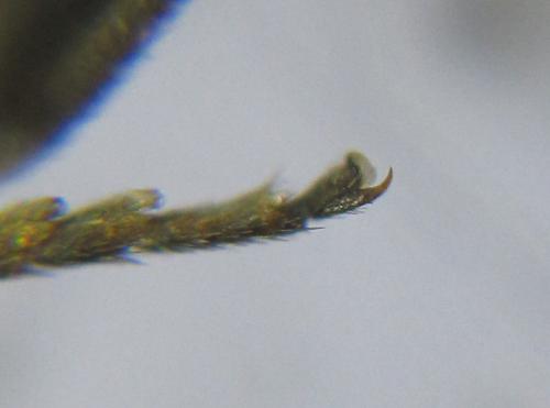 Pristiphora kontuniemii