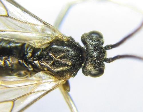 Euura mucronata