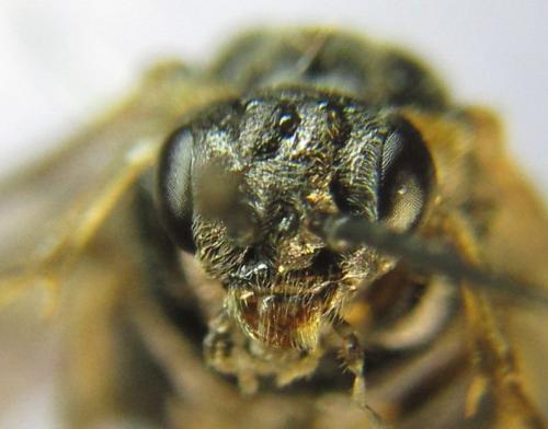 Réf. 341 091 : Pristiphora kontuniemii