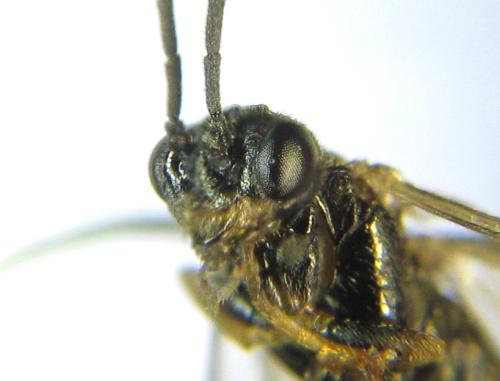 Euura mucronata