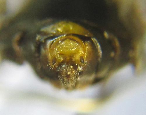 Réf. 341 092 : Pristiphora kontuniemii