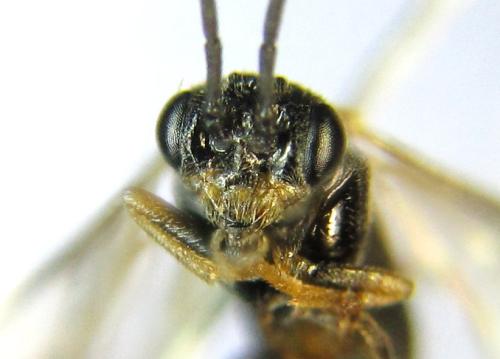 Réf. 341 564 : Euura mucronata
