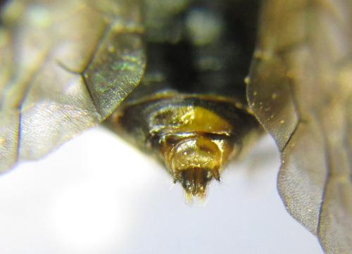 Réf. 341 093 : Pristiphora kontuniemii