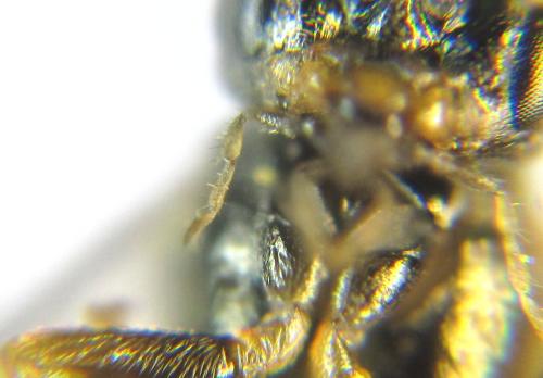 Euura mucronata