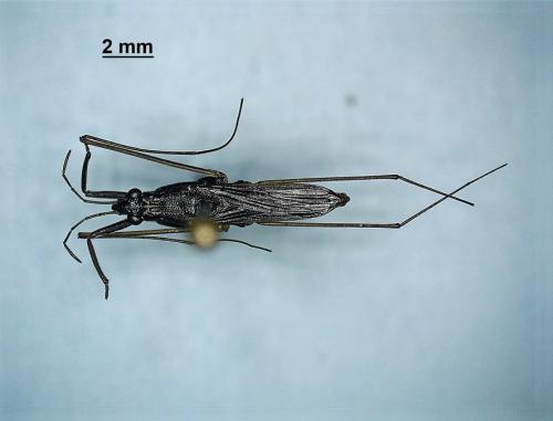 Gerris comatus