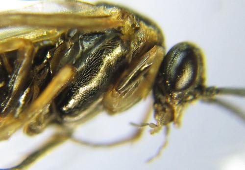 Réf. 341 095 : Pristiphora kontuniemii
