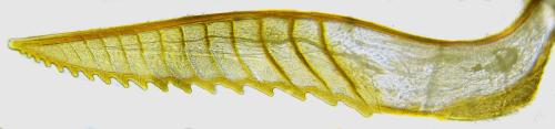 Réf. 341 096 : Pristiphora kontuniemii