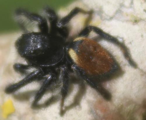 Réf. 341 218 : Carrhotus xanthogramma