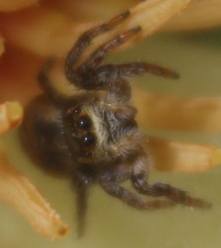 Carrhotus xanthogramma