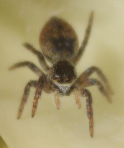 Réf. 341 217 : Carrhotus xanthogramma