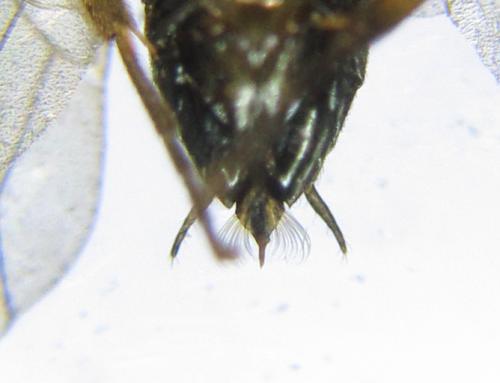 Réf. 341 568 : Euura mucronata