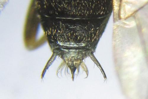 Euura mucronata