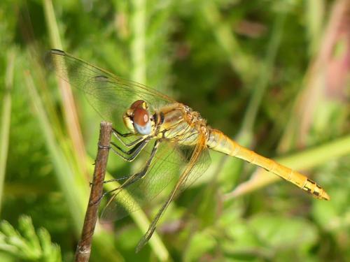 Réf. 341 371 : Sympetrum fonscolombii