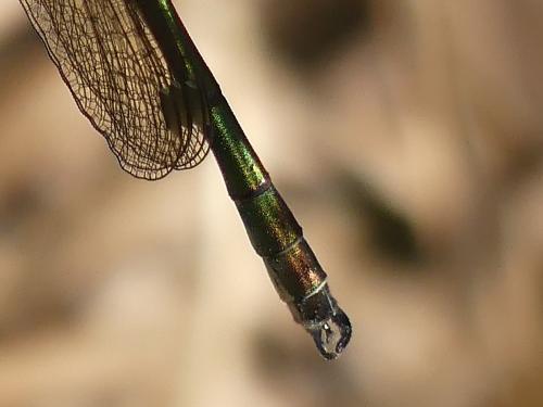Lestes dryas