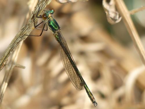 Lestes dryas
