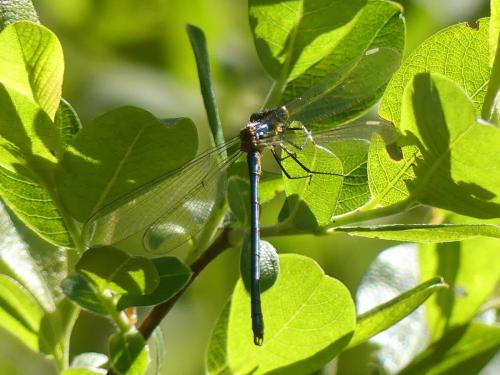 Lestes dryas