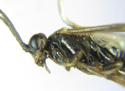 Réf. 341 570 : Euura mucronata