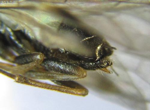 Euura mucronata