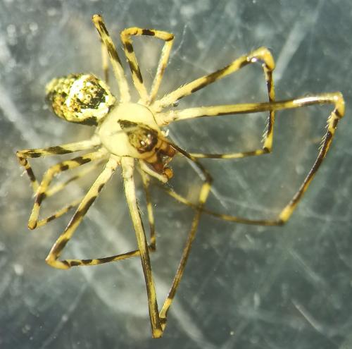 Réf. 341 475 : Platnickina tincta