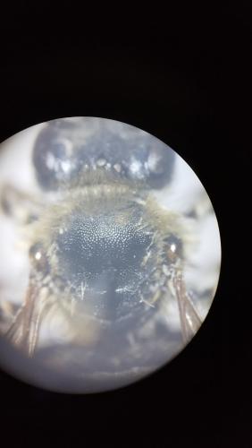 Eucera clypeata