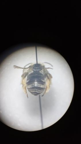 Eucera clypeata
