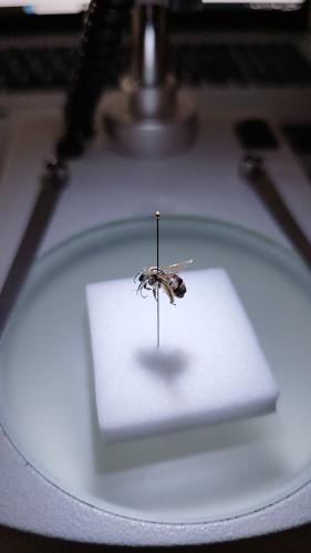 Eucera clypeata