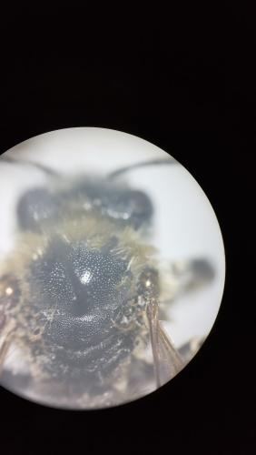 Réf. 341 778 : Eucera clypeata