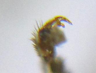 Réf. 341 574 : Euura mucronata