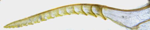 Euura mucronata