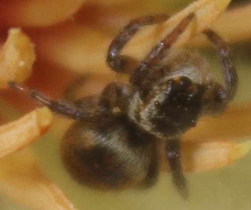 Réf. 341 262 : Carrhotus xanthogramma