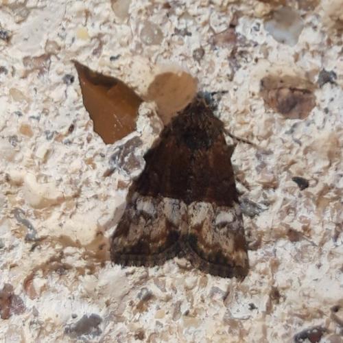 Réf. 341 338 : Mesoligia furuncula