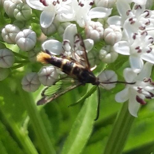 Réf. 341 416 : Synanthedon sp.