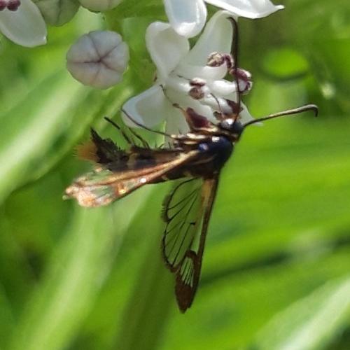 Synanthedon sp.