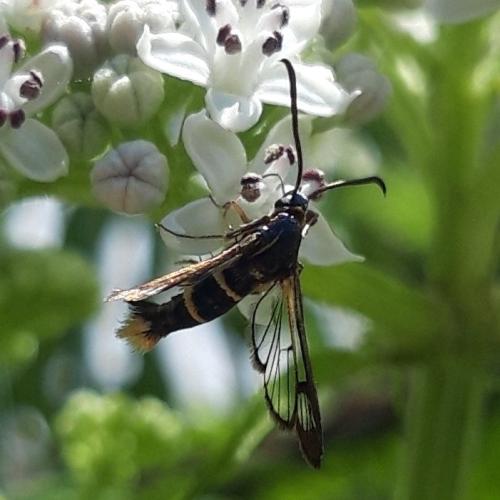 Synanthedon sp.