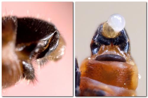 Sialis nigripes