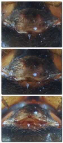 Erigone dentipalpis