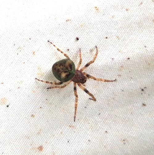 Gibbaranea gibbosa