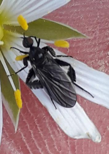 Réf. 341 596 : Empis pennipes