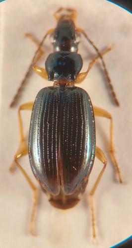 Bembidion monticola