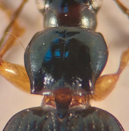 Bembidion monticola