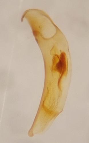 Bembidion monticola